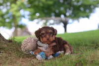 Nougat, a male Yorkipoo for sale in Dundee, OH – 6 of 7