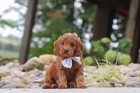 Igor, a male Miniature Goldendoodle for sale in Dundee, OH – 5 of 7