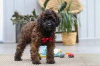 Sprout, a male Poodle - Miniature  for sale in Dundee, OH – 6 of 6