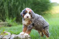 Razzel, a female Miniature Bernedoodle for sale in Dundee, OH – 5 of 6