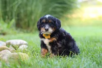 Airhead, a male Miniature Bernedoodle for sale in Dundee, OH – 3 of 5