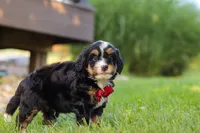 Wolverine, a male Miniature Bernedoodle for sale in Dundee, OH – 5 of 5