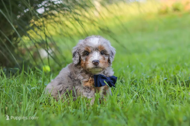 Deadpool – Miniature Bernedoodle puppy for sale in Dundee, OH