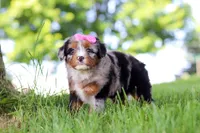 Firefly, a female Miniature Bernedoodle for sale in Dundee, OH – 3 of 4