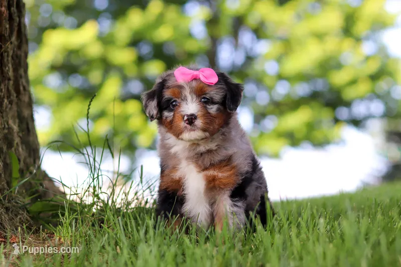 Firefly – Miniature Bernedoodle puppy for sale in Dundee, OH