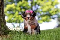 Firefly, a female Miniature Bernedoodle for sale in Dundee, OH – 1 of 4