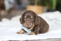 Glizzy, a male Miniature Dachshund for sale in Dundee, OH – Photo 2 of 8