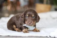 Glizzy, a male Miniature Dachshund for sale in Dundee, OH – Photo 4 of 8