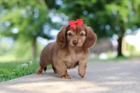 Sacajawea, a female Miniature Dachshund for sale in Dundee, OH – 4 of 9