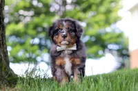 Bumblebee, a male Miniature Bernedoodle for sale in Dundee, OH – 5 of 7