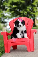 Cisco, a female Miniature Australian Shepherd for sale in Dundee, OH – 8 of 8