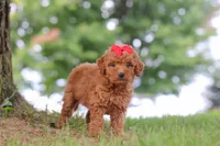 Elvira, a female Miniature Goldendoodle for sale in Dundee, OH – 4 of 7