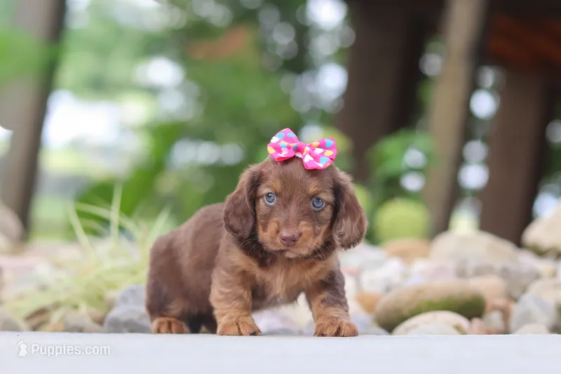 Harvest – Miniature Dachshund puppy for sale in Dundee, OH