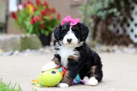 Lemonade, a female Miniature Bernedoodle for sale in Dundee, OH – 7 of 9