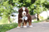 Rowdy, a male Miniature Australian Shepherd for sale in Dundee, OH – 8 of 8
