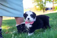 Ricochet, a male Miniature Australian Shepherd for sale in Dundee, OH – 6 of 6