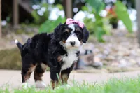 Sprite, a female Miniature Bernedoodle for sale in Dundee, OH – 3 of 5