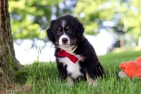 Grasshopper, a male Miniature Bernedoodle for sale in Dundee, OH – 3 of 4