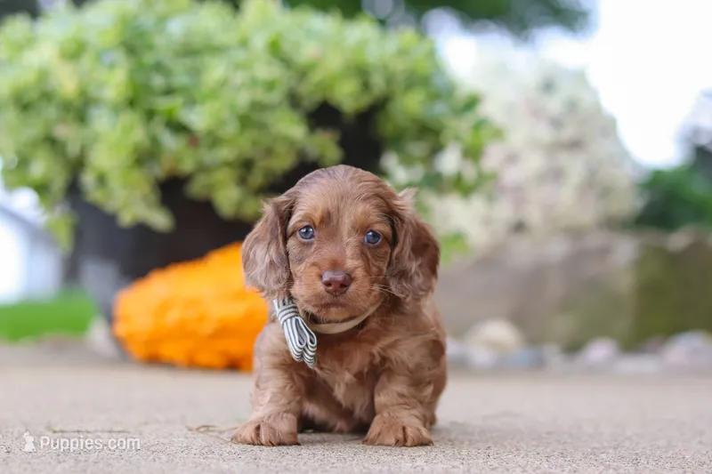 Gordy – Miniature Dachshund puppy for sale in Dundee, OH