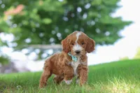 Casper, a male Miniature Goldendoodle for sale in Dundee, OH – 2 of 6