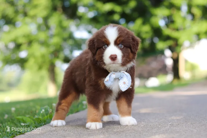 Rowdy – Miniature Australian Shepherd puppy for sale in Dundee, OH