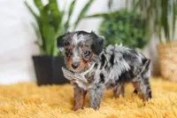 Enzo, a male Yorkipoo for sale in Dundee, OH – Photo 5 of 5