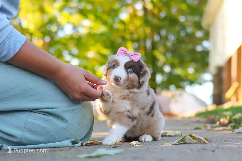 Chaos – Miniature Australian Shepherd puppy for sale in Dundee, OH