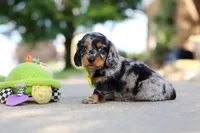 Kumquat, a male Miniature Dachshund for sale in Dundee, OH – 3 of 10