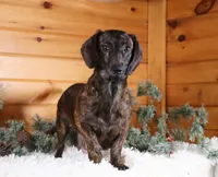 Adouille, a male Miniature Dachshund for sale in Dundee, OH – Photo 9 of 9
