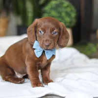 Adouille, a male Miniature Dachshund for sale in Dundee, OH – Photo 7 of 9