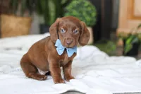 Adouille, a male Miniature Dachshund for sale in Dundee, OH – Photo 7 of 9