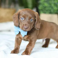 Adouille, a male Miniature Dachshund for sale in Dundee, OH – Photo 5 of 9