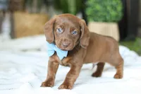 Adouille, a male Miniature Dachshund for sale in Dundee, OH – Photo 5 of 9