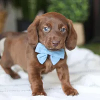 Adouille, a male Miniature Dachshund for sale in Dundee, OH – Photo 4 of 9