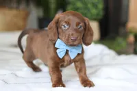 Adouille, a male Miniature Dachshund for sale in Dundee, OH – Photo 4 of 9