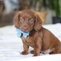 Adouille, a male Miniature Dachshund for sale in Dundee, OH – Photo 6 of 9