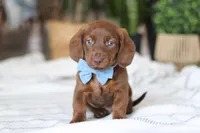 Adouille, a male Miniature Dachshund for sale in Dundee, OH – Photo 1 of 9