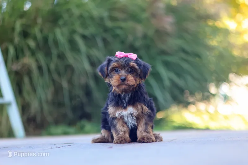 Torte – Yorkipoo puppy for sale in Dundee, OH