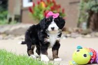Lemonade, a female Miniature Bernedoodle for sale in Dundee, OH – 2 of 9