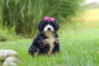 Spree, a female Miniature Bernedoodle for sale in Dundee, OH – 4 of 5