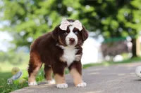 Sedona, a female Miniature Australian Shepherd for sale in Dundee, OH – 4 of 8