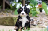 Sprite, a female Miniature Bernedoodle for sale in Dundee, OH – 2 of 5