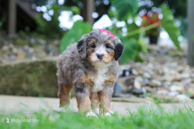 Margarita – Miniature Bernedoodle puppy for sale in Dundee, OH