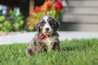 Lemonhead, a male Miniature Bernedoodle for sale in Dundee, OH – 2 of 6
