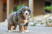 Gusher, a male Miniature Bernedoodle for sale in Dundee, OH – 2 of 5