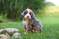 Razzel, a female Miniature Bernedoodle for sale in Dundee, OH – 2 of 6