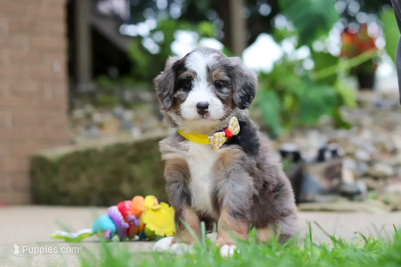 Tang – Miniature Bernedoodle puppy for sale in Dundee, OH