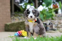 Tang, a male Miniature Bernedoodle for sale in Dundee, OH – 1 of 5