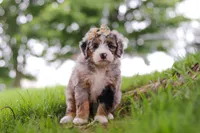 Mimosa, a female Miniature Bernedoodle for sale in Dundee, OH – 4 of 4