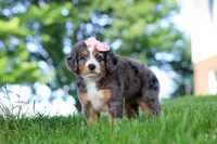 Junebug, a female Miniature Bernedoodle for sale in Dundee, OH – 3 of 5